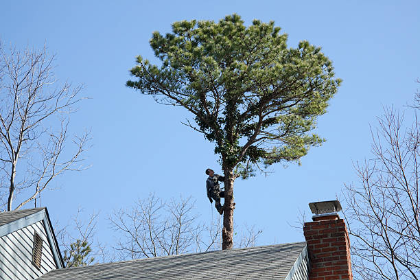 Best Utility Line Clearance  in Horseshoe Bend, AR